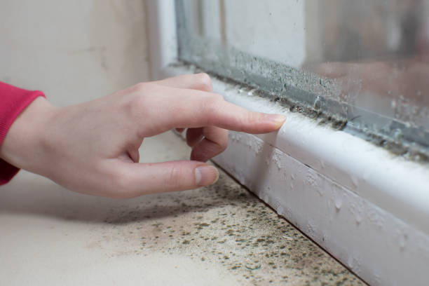 Best Biohazard Mold Removal  in Tamaqua, PA