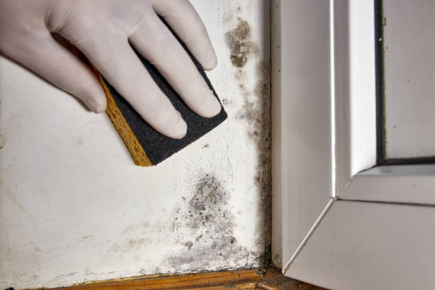 Best Residential Mold Inspection & Testing  in Tamaqua, PA